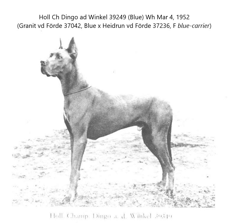 Dingo ad Winkel